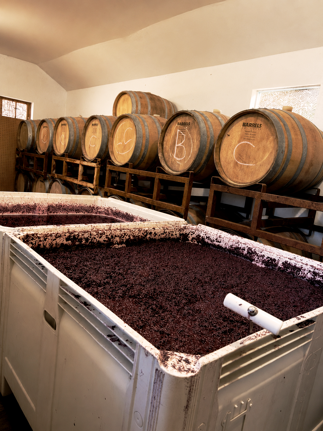 Fermenting grape must in open-top bins with oak aging barrels behind them in the winery