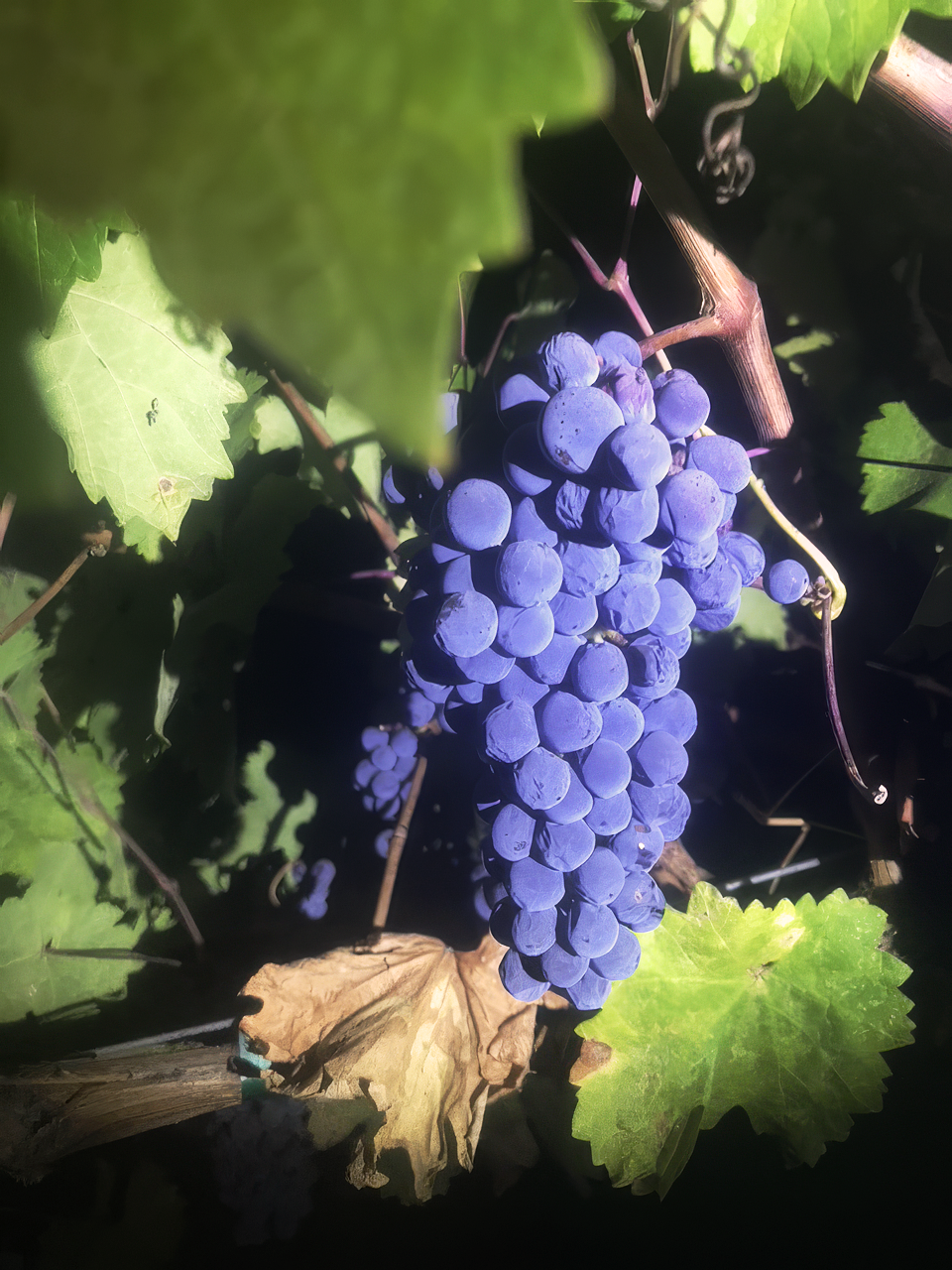 Close-up of ripe estate Cabernet grapes on the vine in dappled sunlight