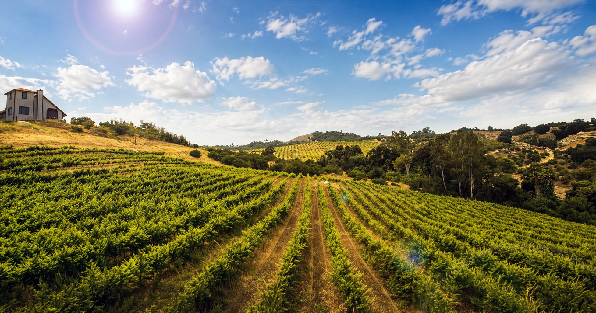 Sunlit Reliant Vineyard rows and rolling Temecula hills beneath a blue sky